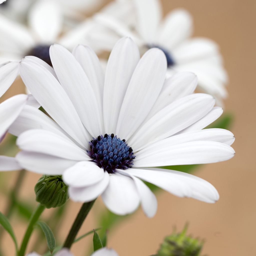 Osteospermum Glistening White