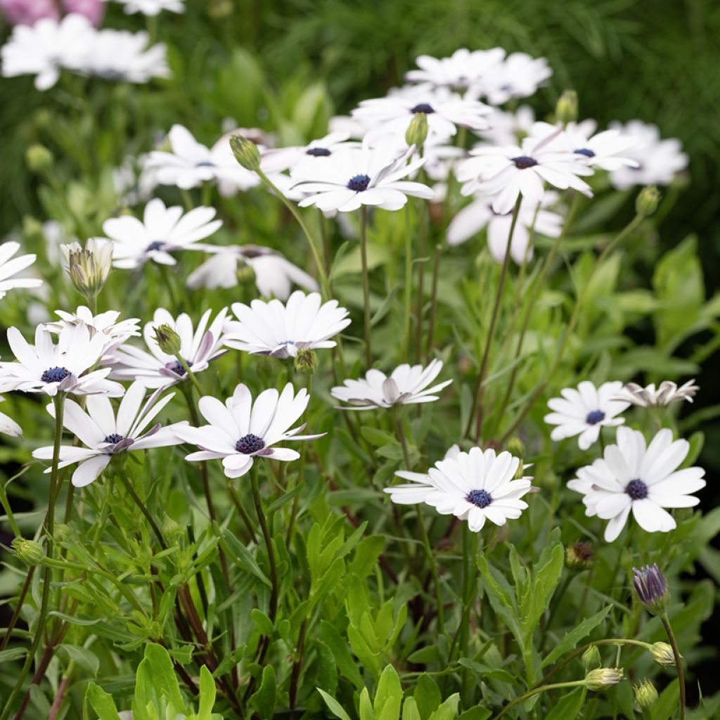 Osteospermum Glistening White