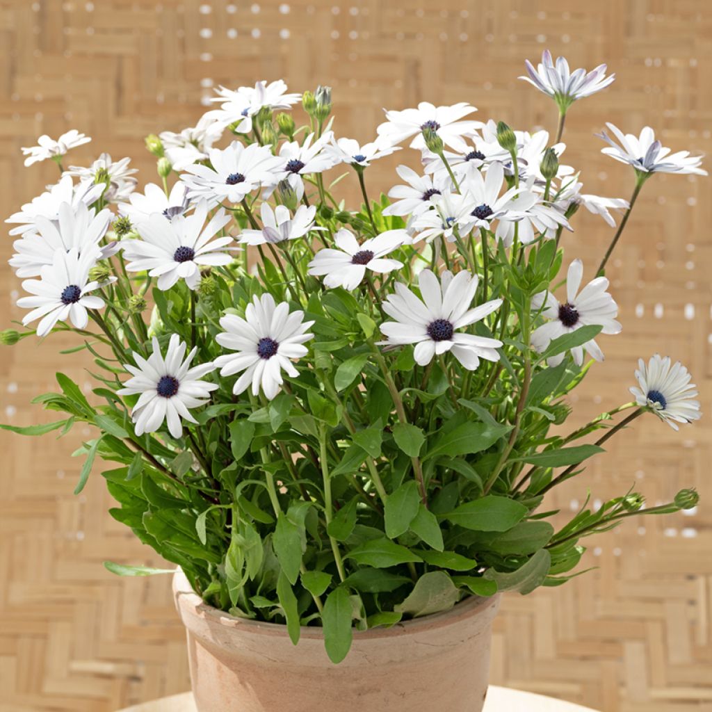 Osteospermum Glistening White