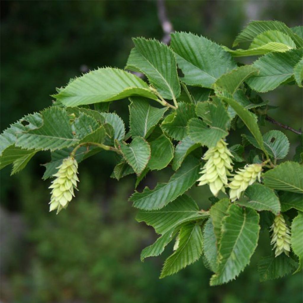 Ostrya carpinifolia - Carpino nero