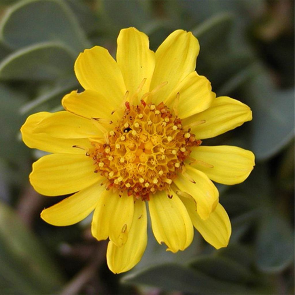 Othonna cheirifolia - Hertia a foglie di violacciocca