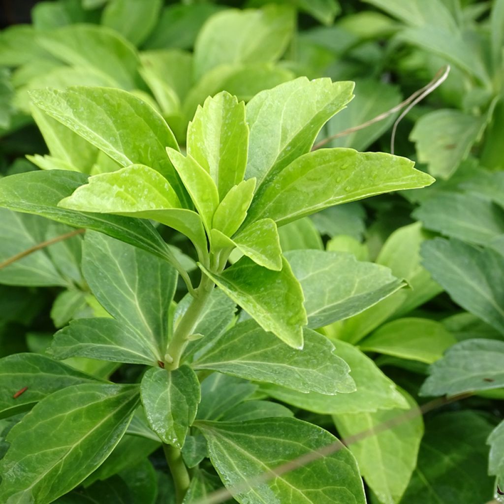 Pachysandra terminalis - Pachisandra