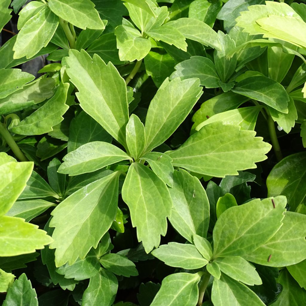 Pachysandra terminalis - Pachisandra