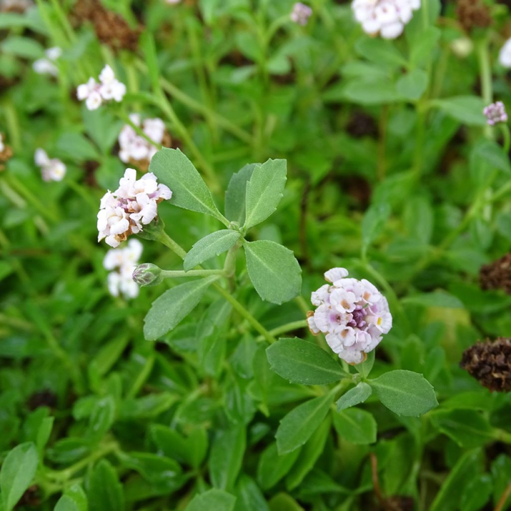 Phyla nodiflora - Erba Luigia minore