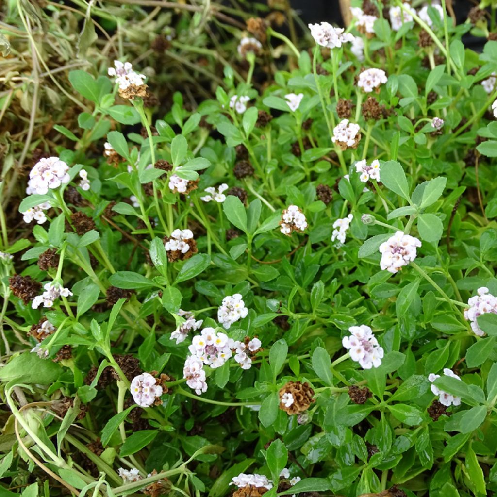 Phyla nodiflora - Erba Luigia minore