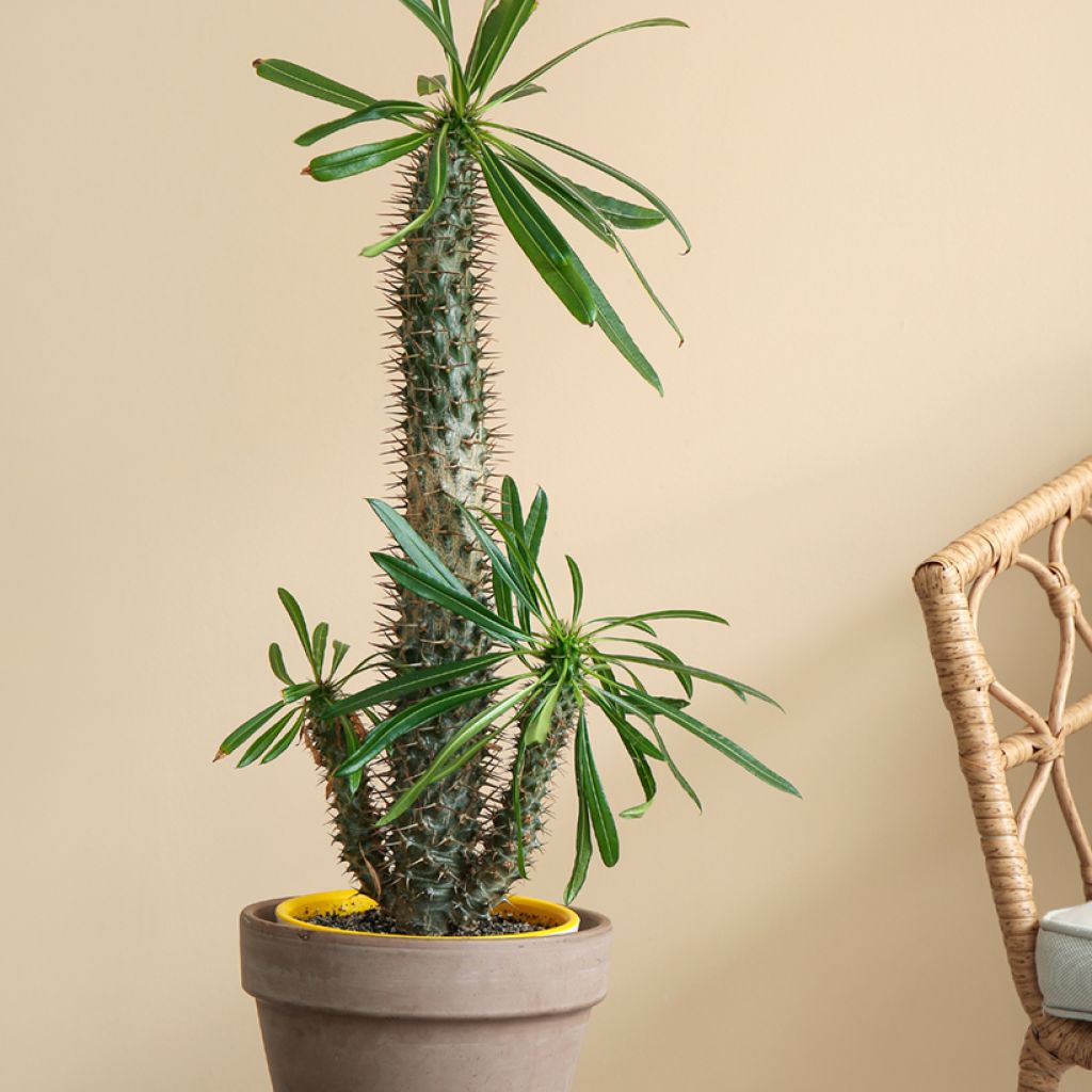 Palma del Madagascar - Pachypodium lamerei