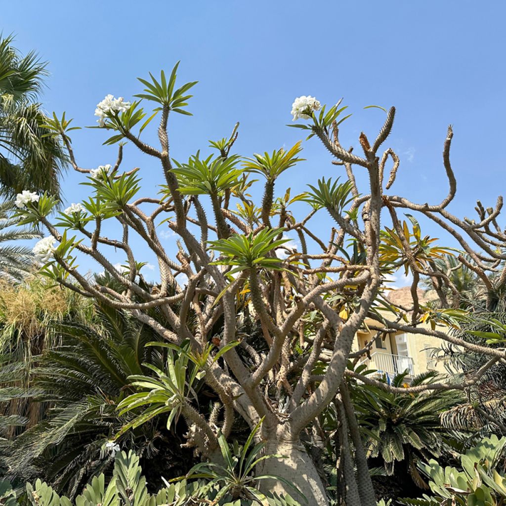 Palma del Madagascar - Pachypodium lamerei