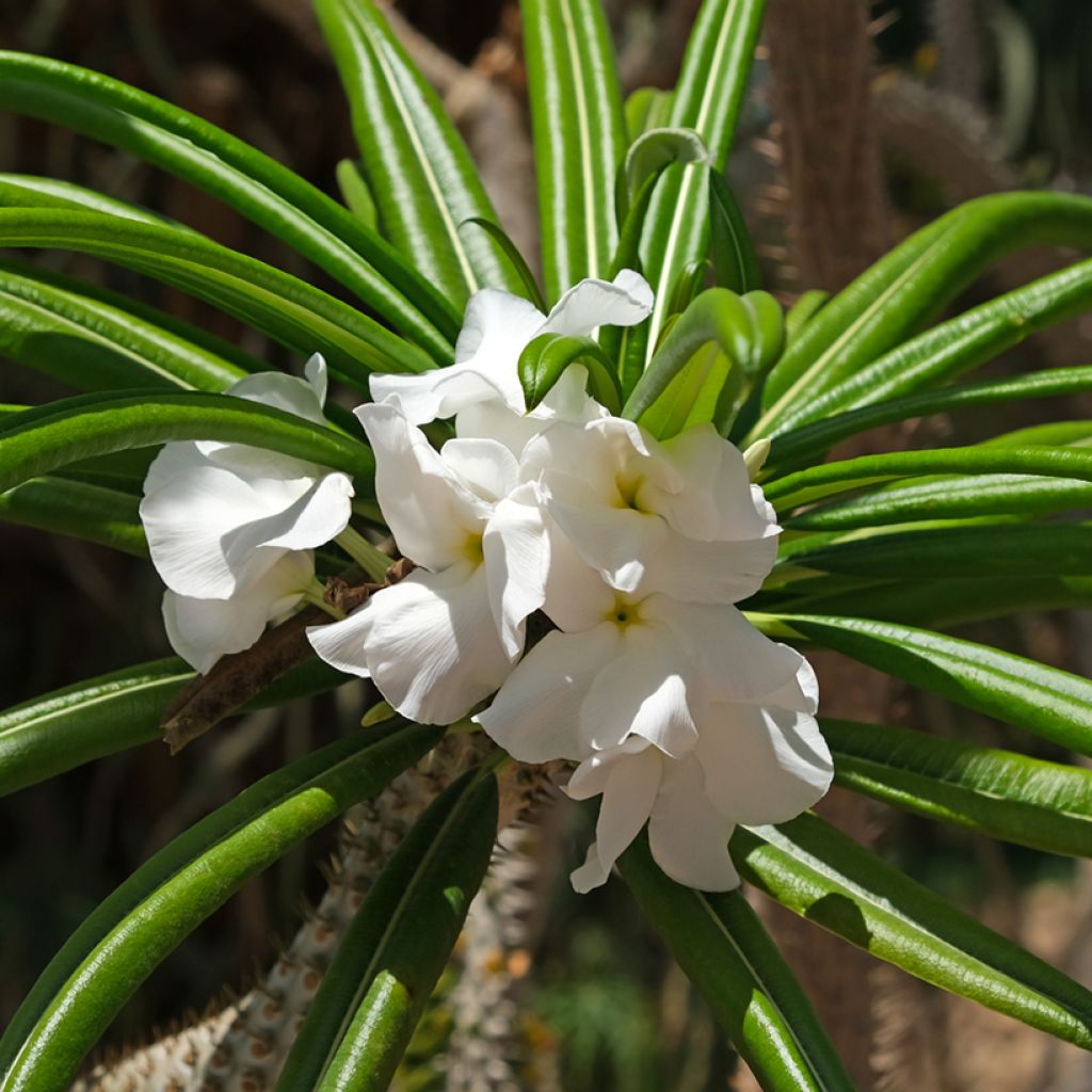 Palma del Madagascar - Pachypodium lamerei