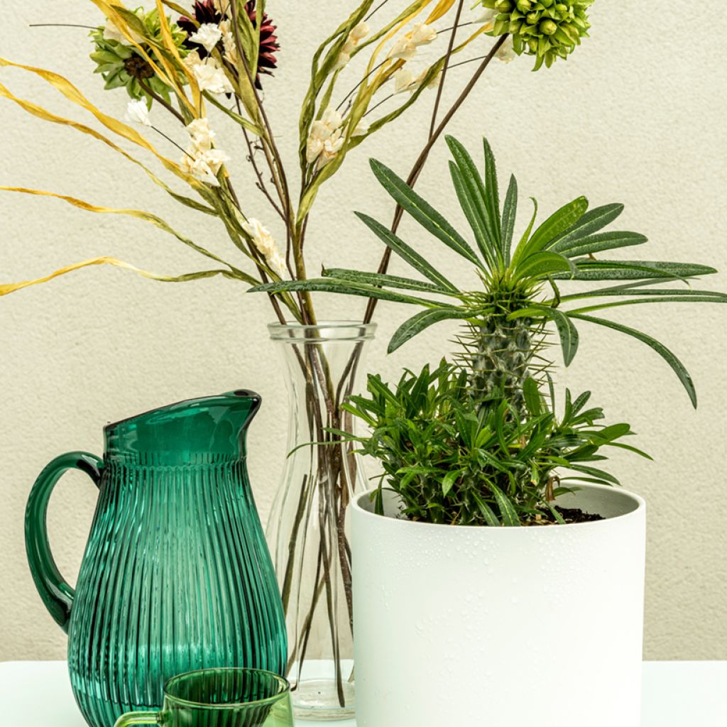 Palma del Madagascar - Pachypodium lamerei