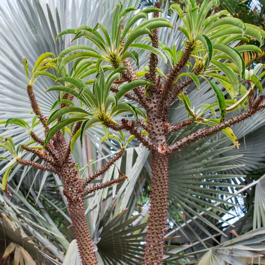 Palma del Madagascar - Pachypodium lamerei