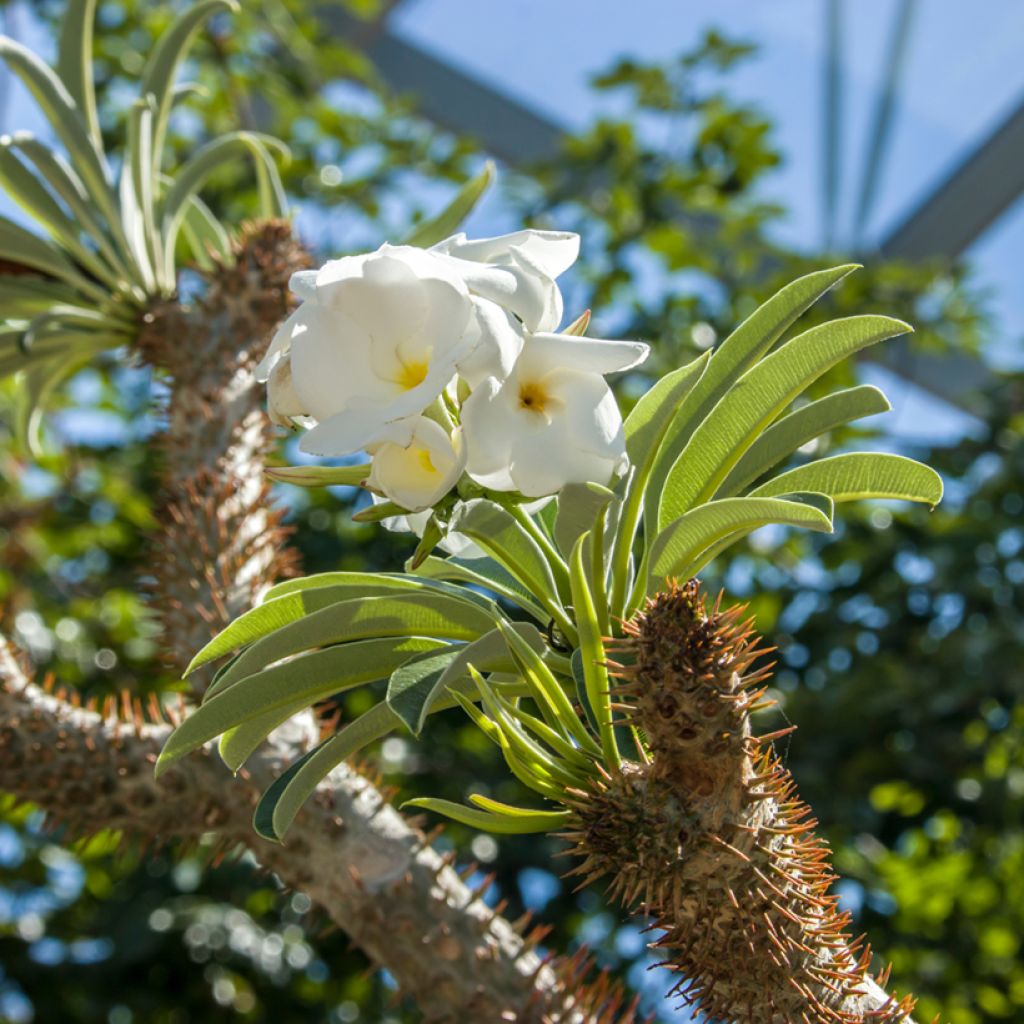 Palma del Madagascar - Pachypodium lamerei