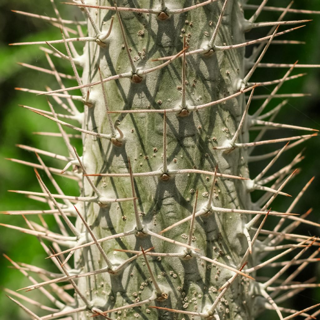 Palma del Madagascar - Pachypodium lamerei