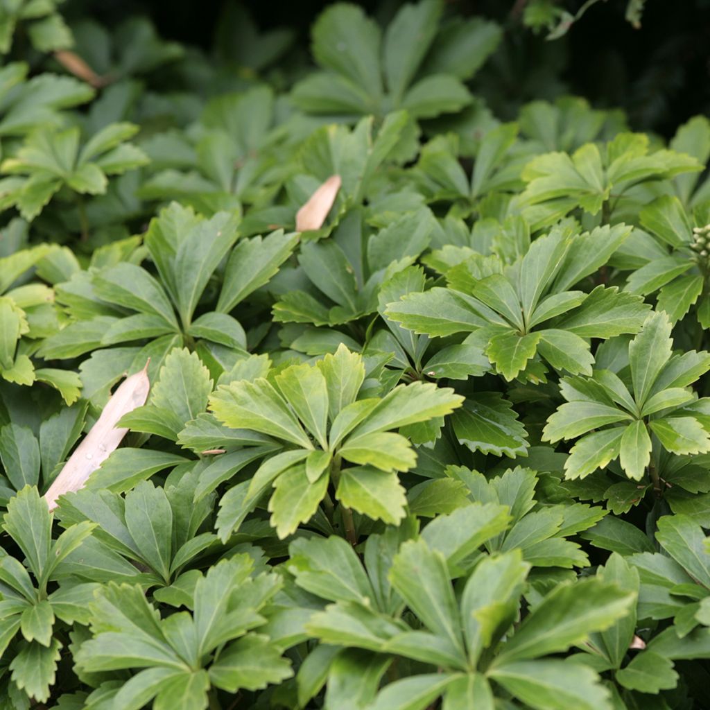 Pachysandra terminalis - Pachisandra