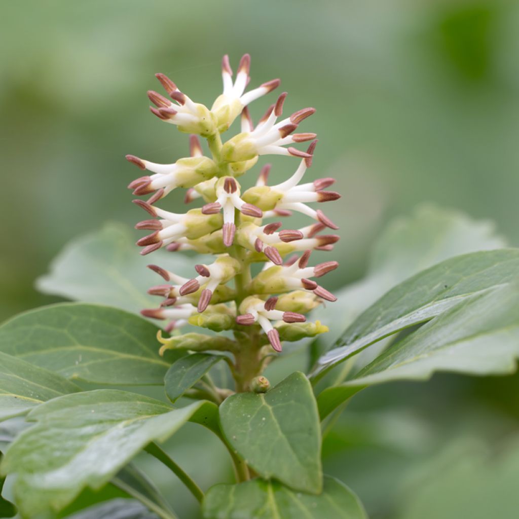 Pachysandra terminalis - Pachisandra