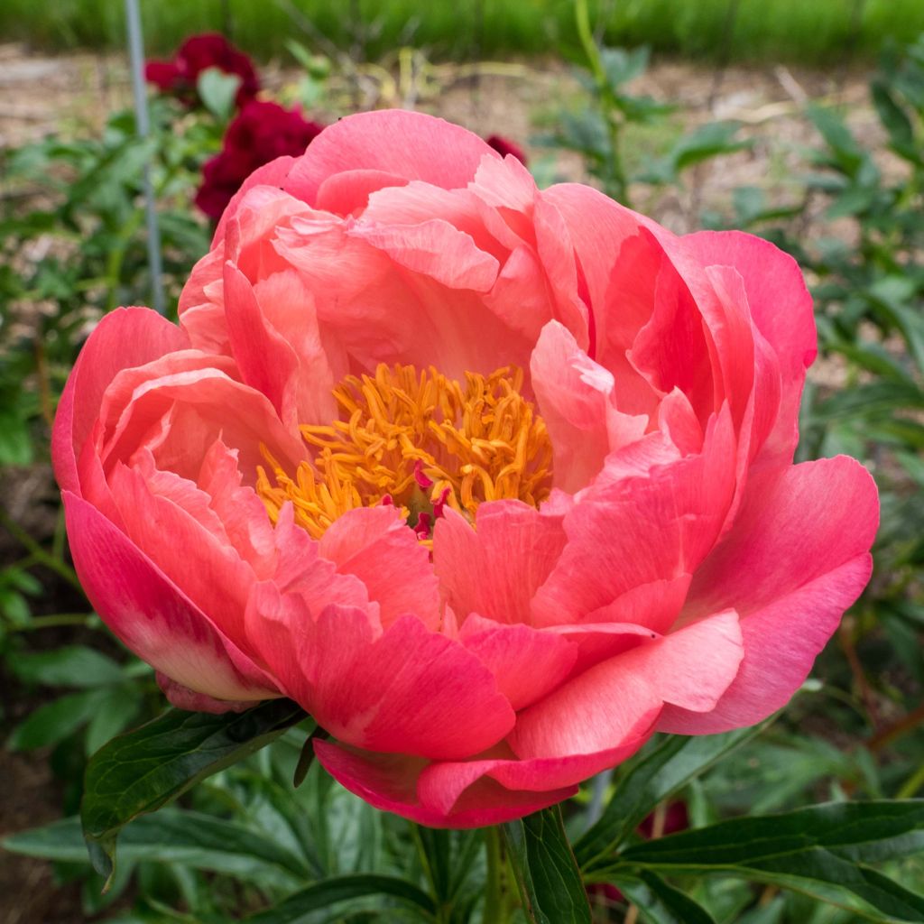 Peonia erbacea Coral Charm
