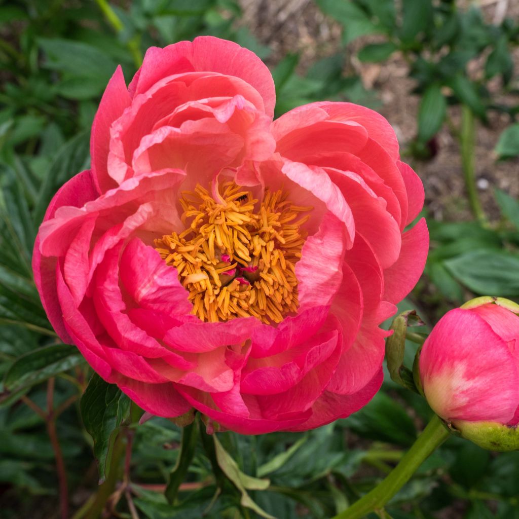 Peonia erbacea Coral Charm