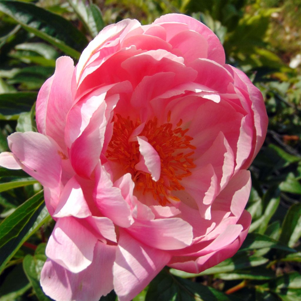 Peonia erbacea Coral Charm
