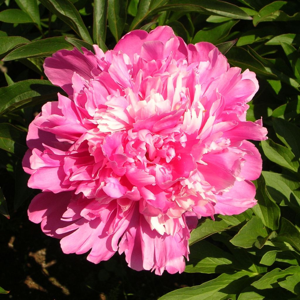 Peonia erbacea Edulis Superba