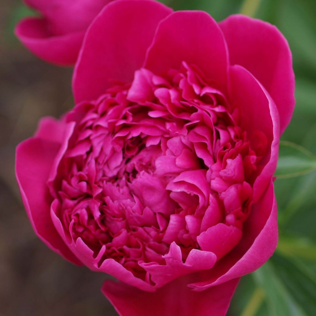 Peonia erbacea Félix Crousse