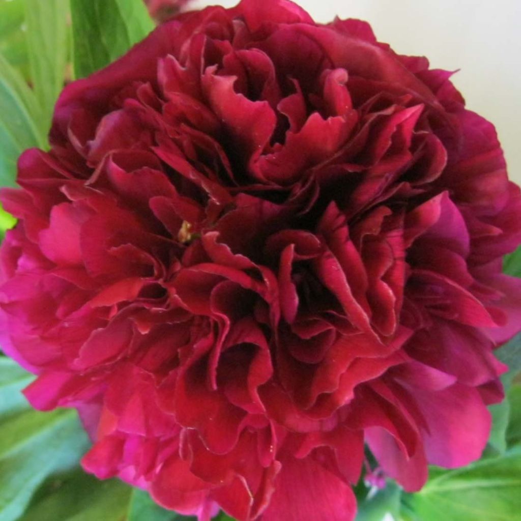 Peonia erbacea Félix Crousse