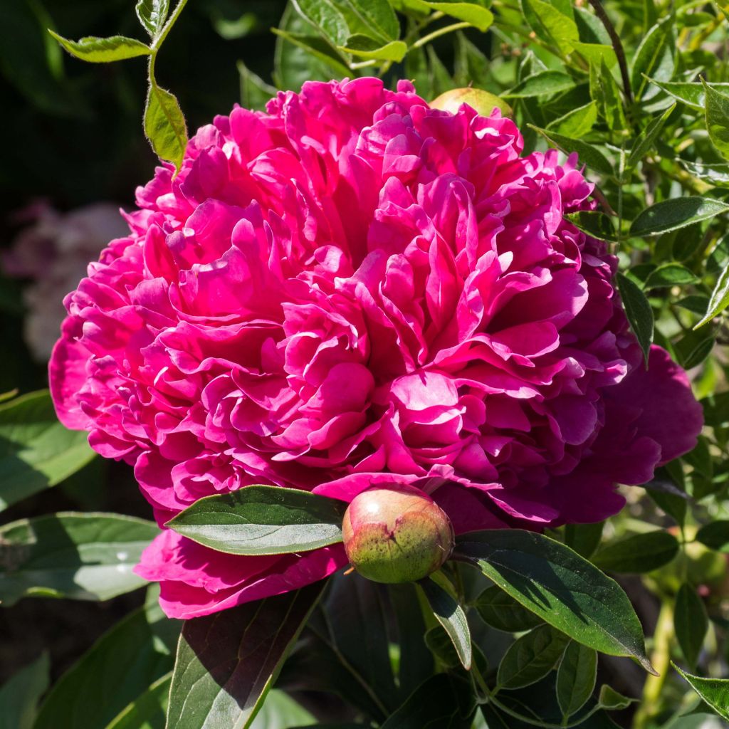 Peonia erbacea Félix Crousse