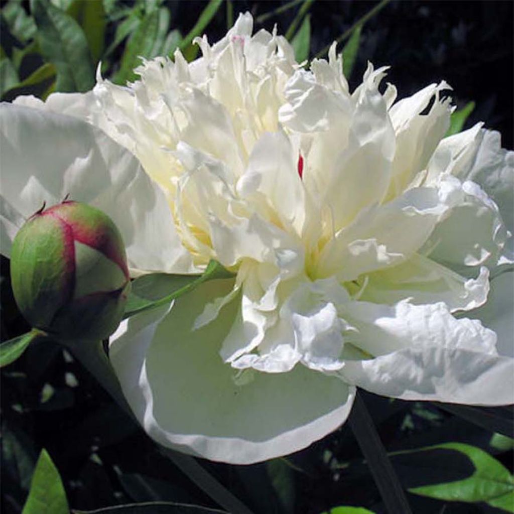 Peonia erbacea Immaculée