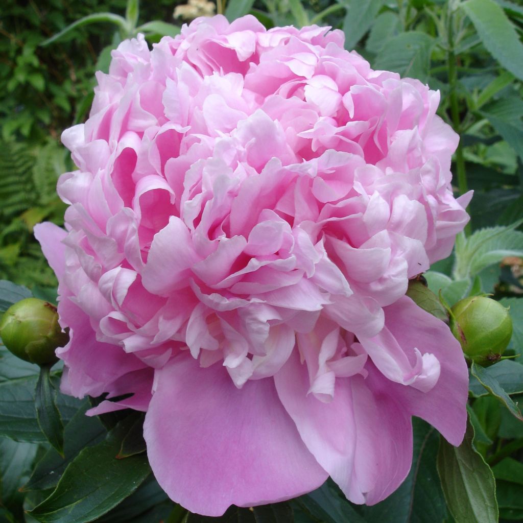 Peonia erbacea Monsieur Jules Elie