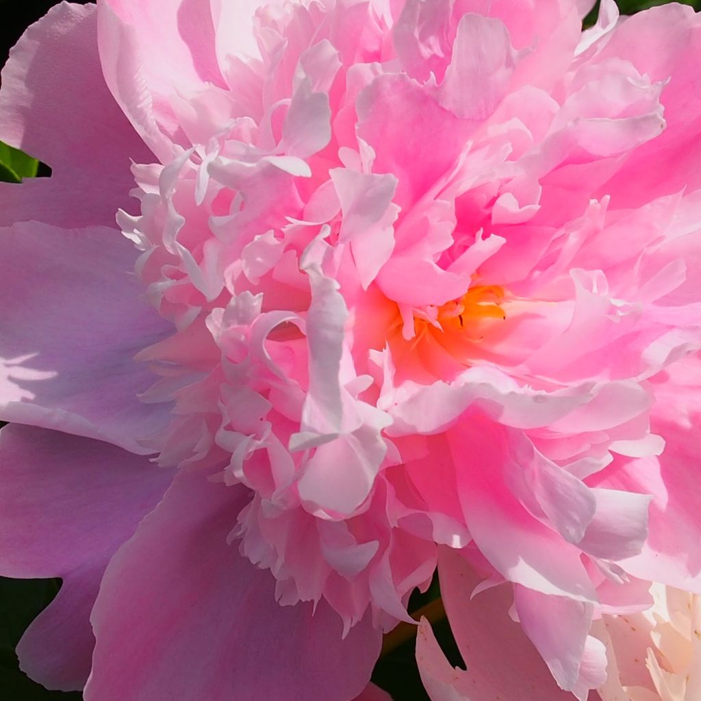 Peonia erbacea Monsieur Jules Elie