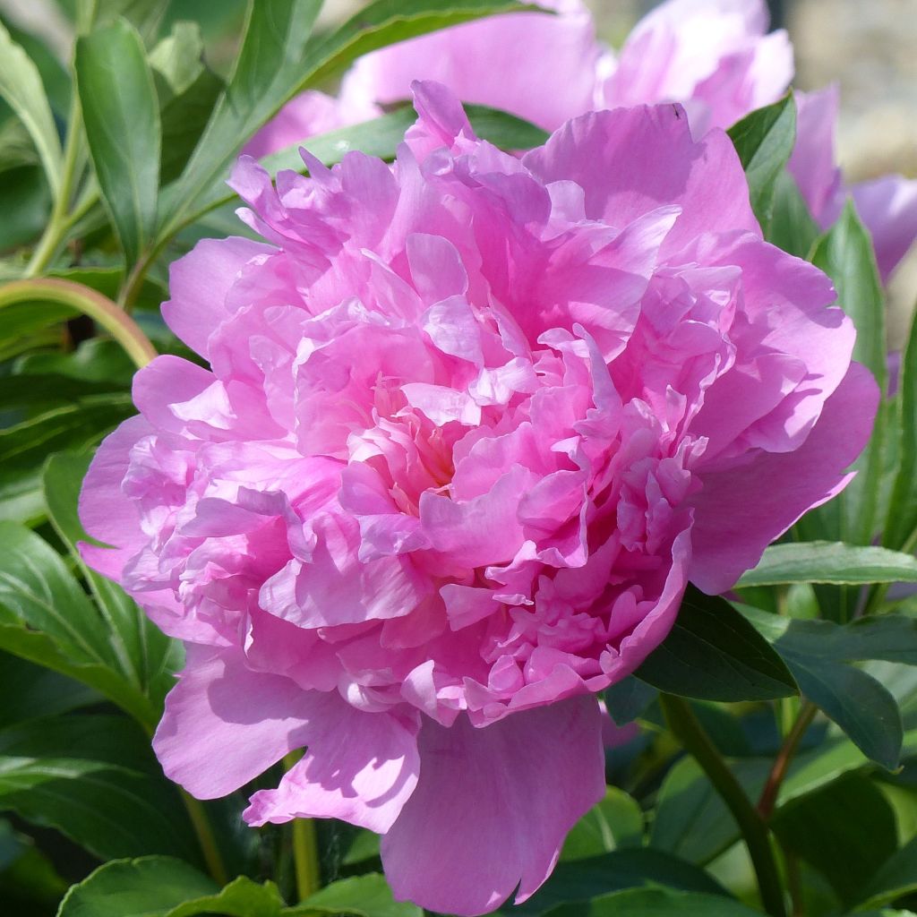 Peonia erbacea Monsieur Jules Elie
