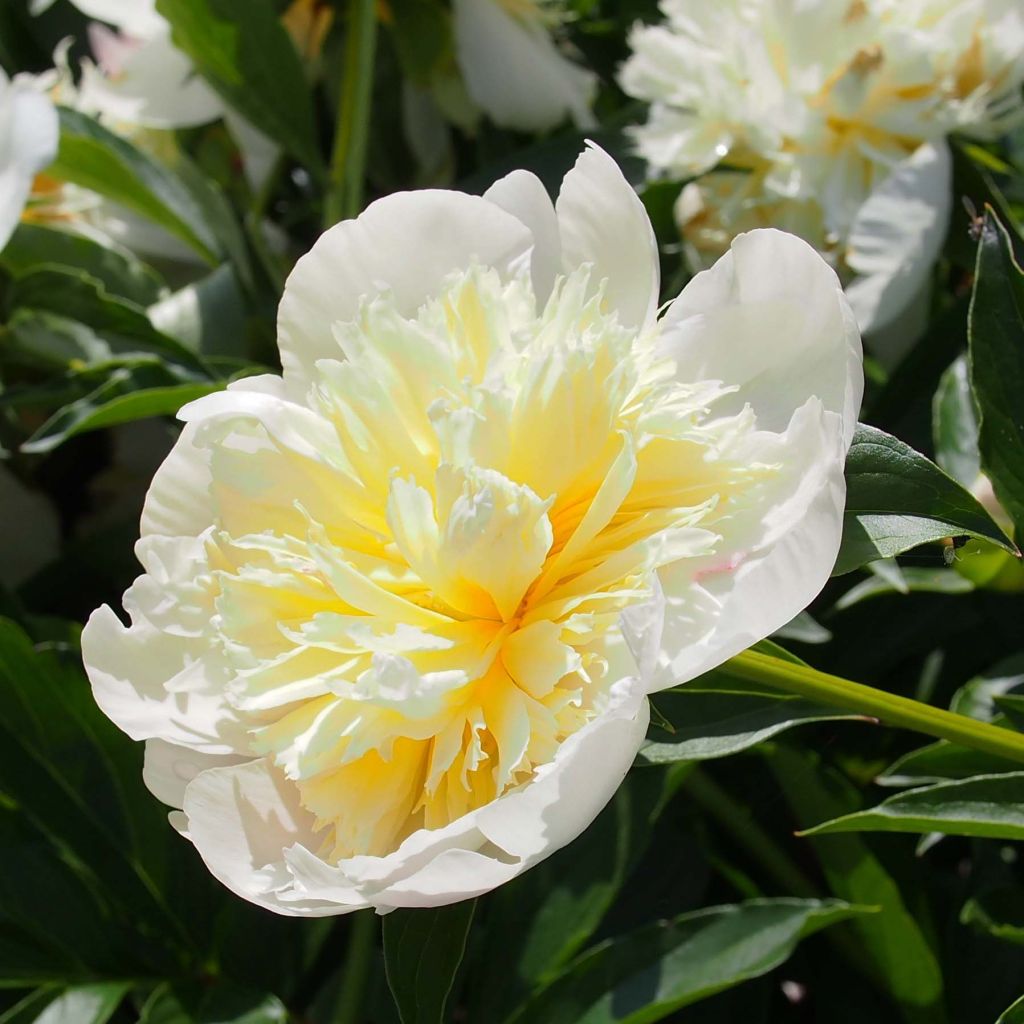 Peonia erbacea Primevère