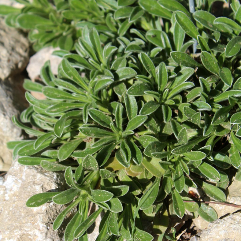 Pallenis maritima Aurelia Gold - Asterisco marittimo