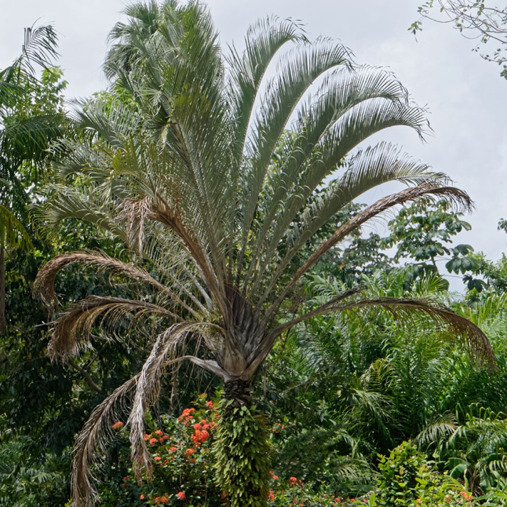 Dypsis decaryi - Palma triangolo
