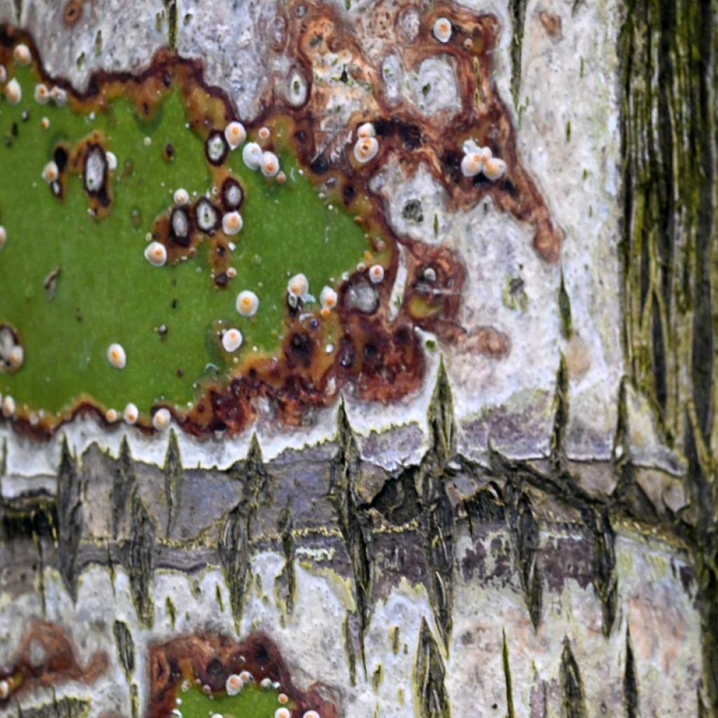 Dypsis decaryi - Palma triangolo