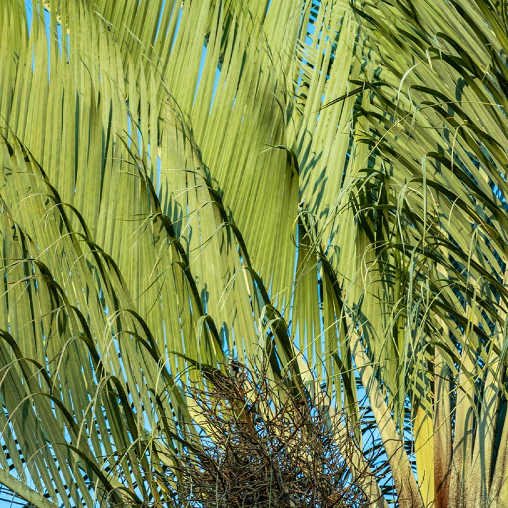 Dypsis decaryi - Palma triangolo