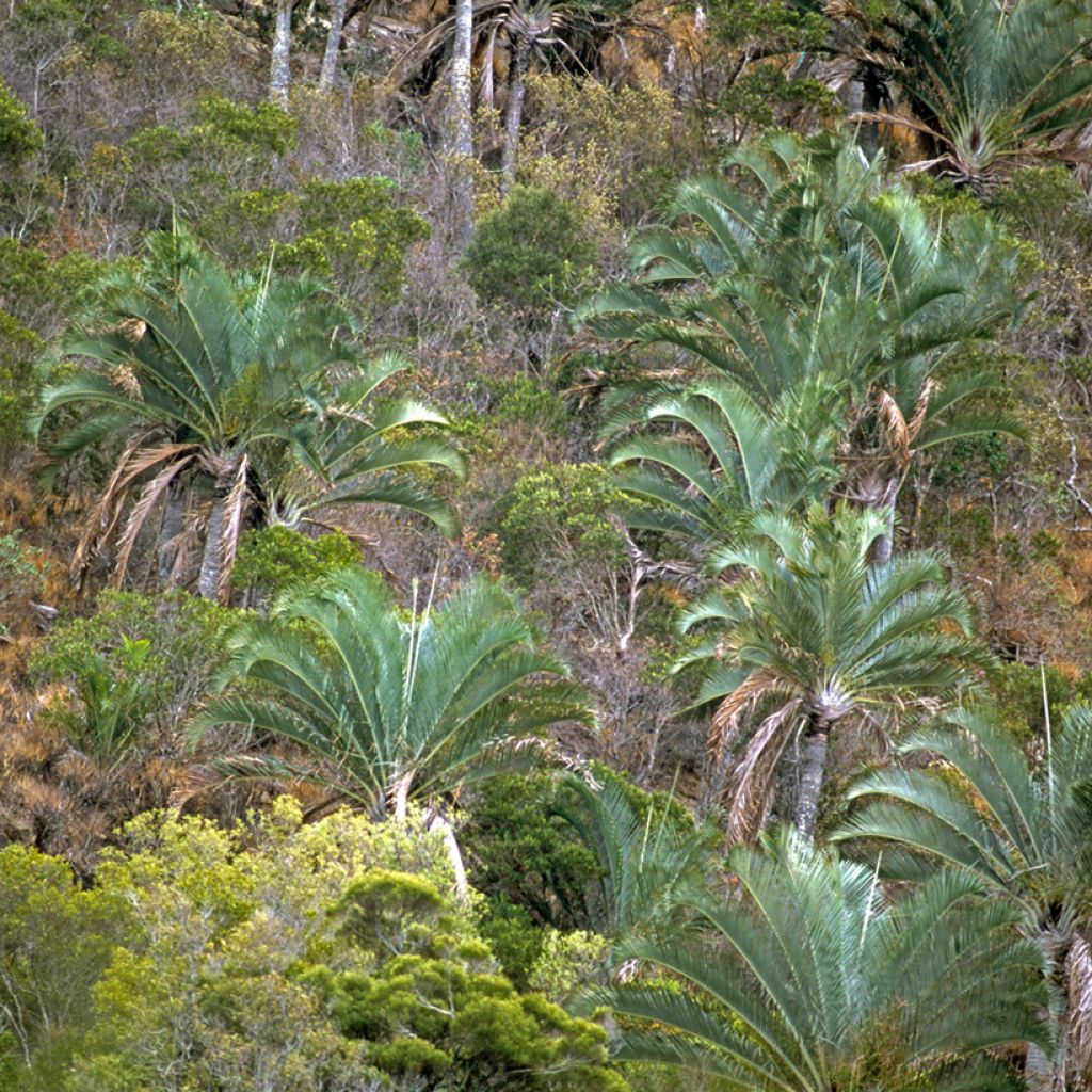 Dypsis decaryi - Palma triangolo
