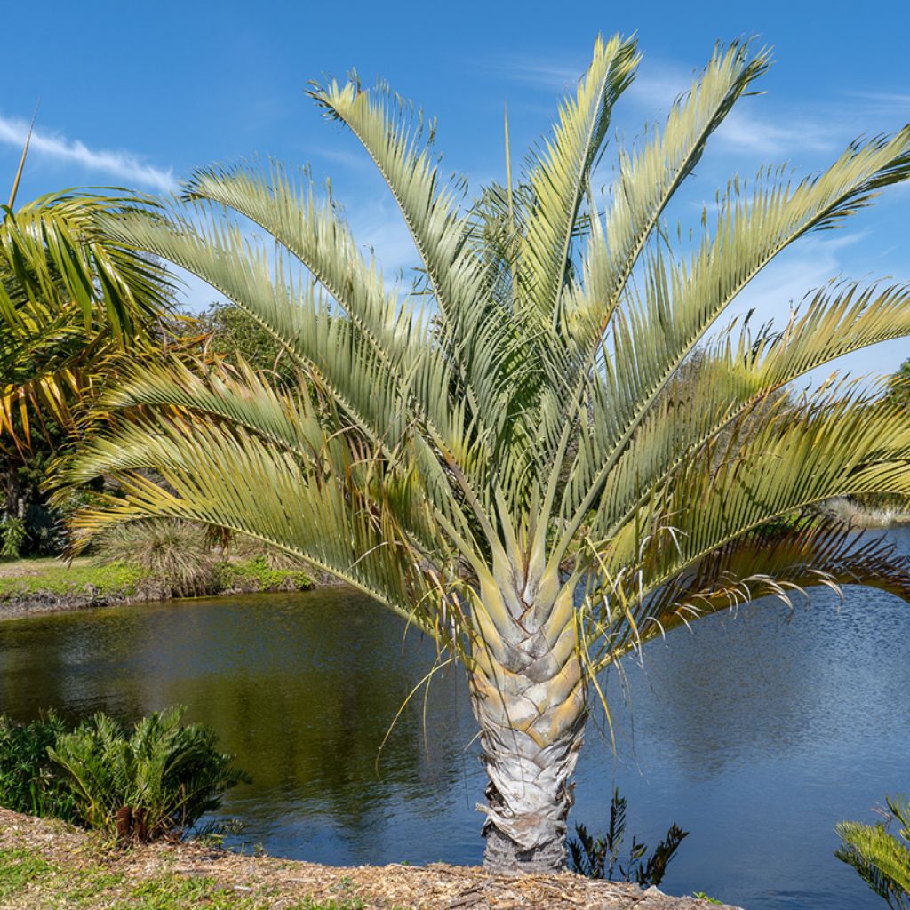 Dypsis decaryi - Palma triangolo