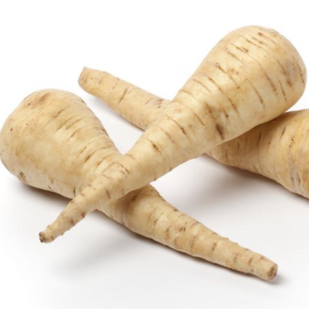 Pastinaca Tender And True Bio - Ferme de Sainte Marthe