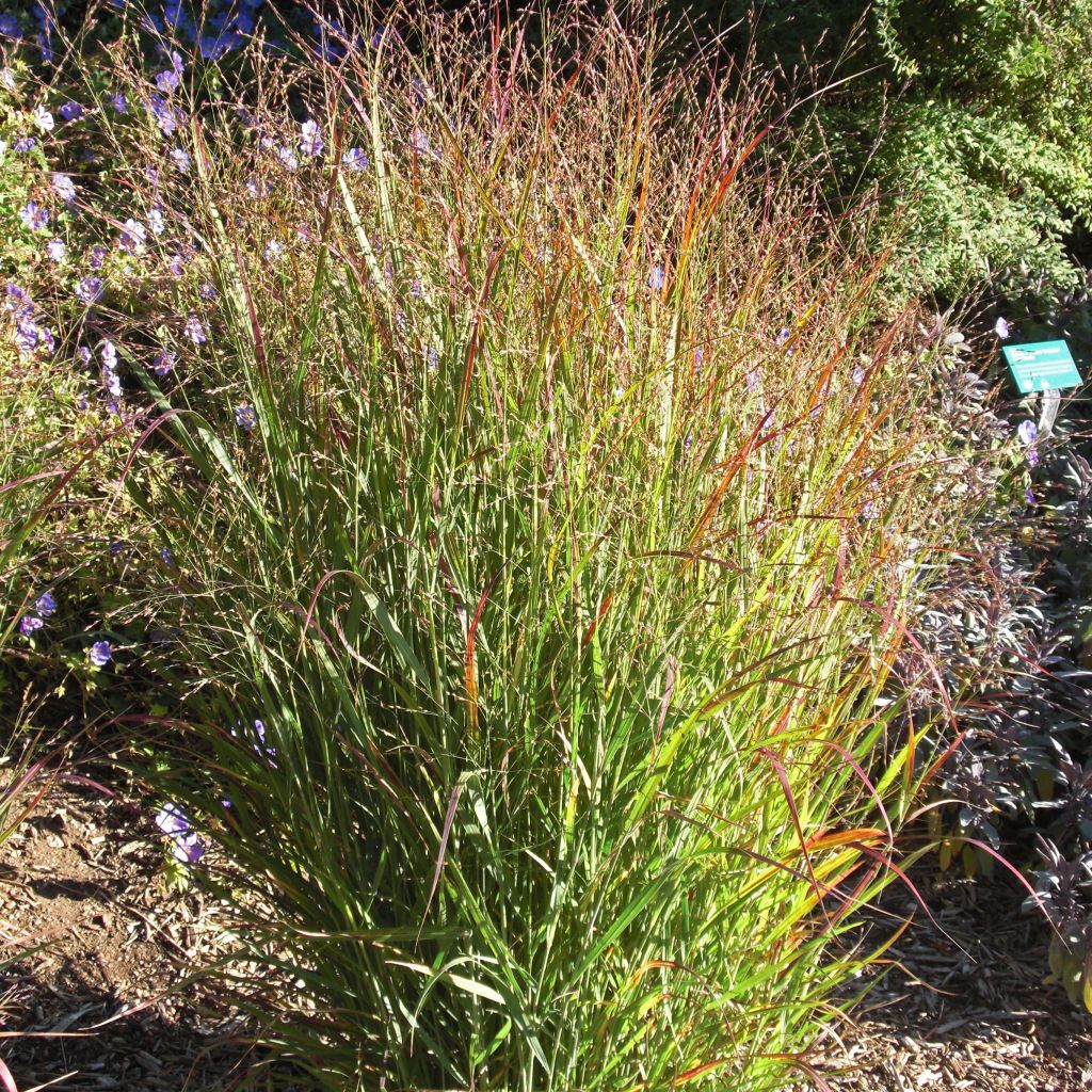 Panicum virgatum Shenandoah