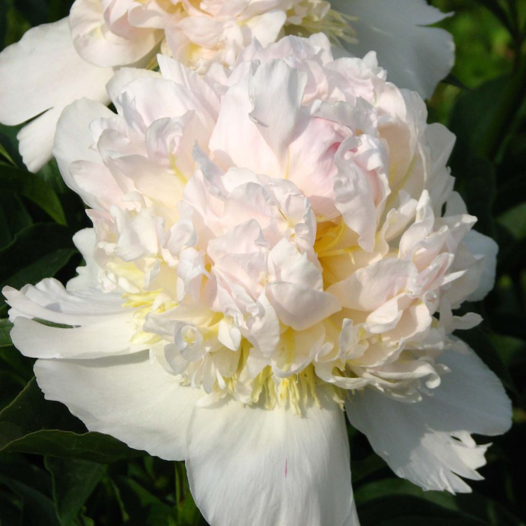 Peonia erbacea Top Brass
