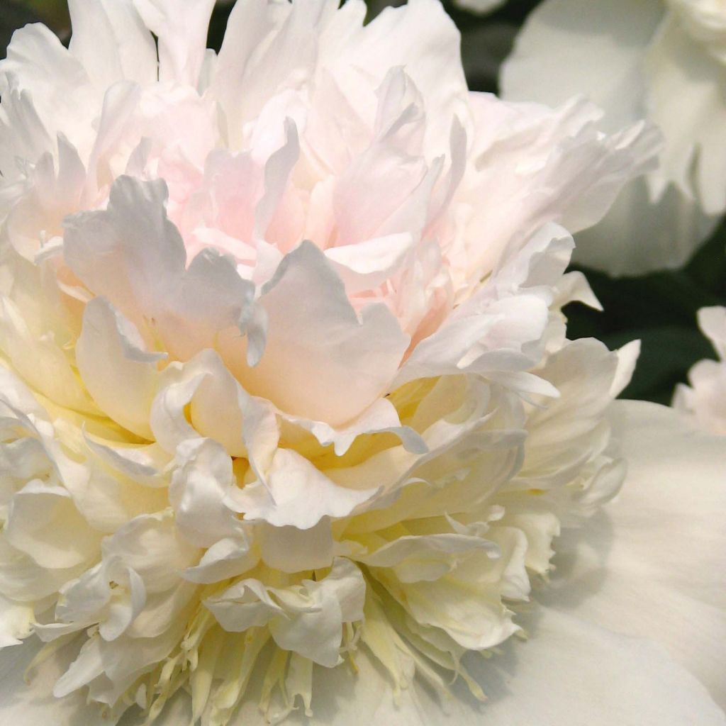 Peonia erbacea Top Brass