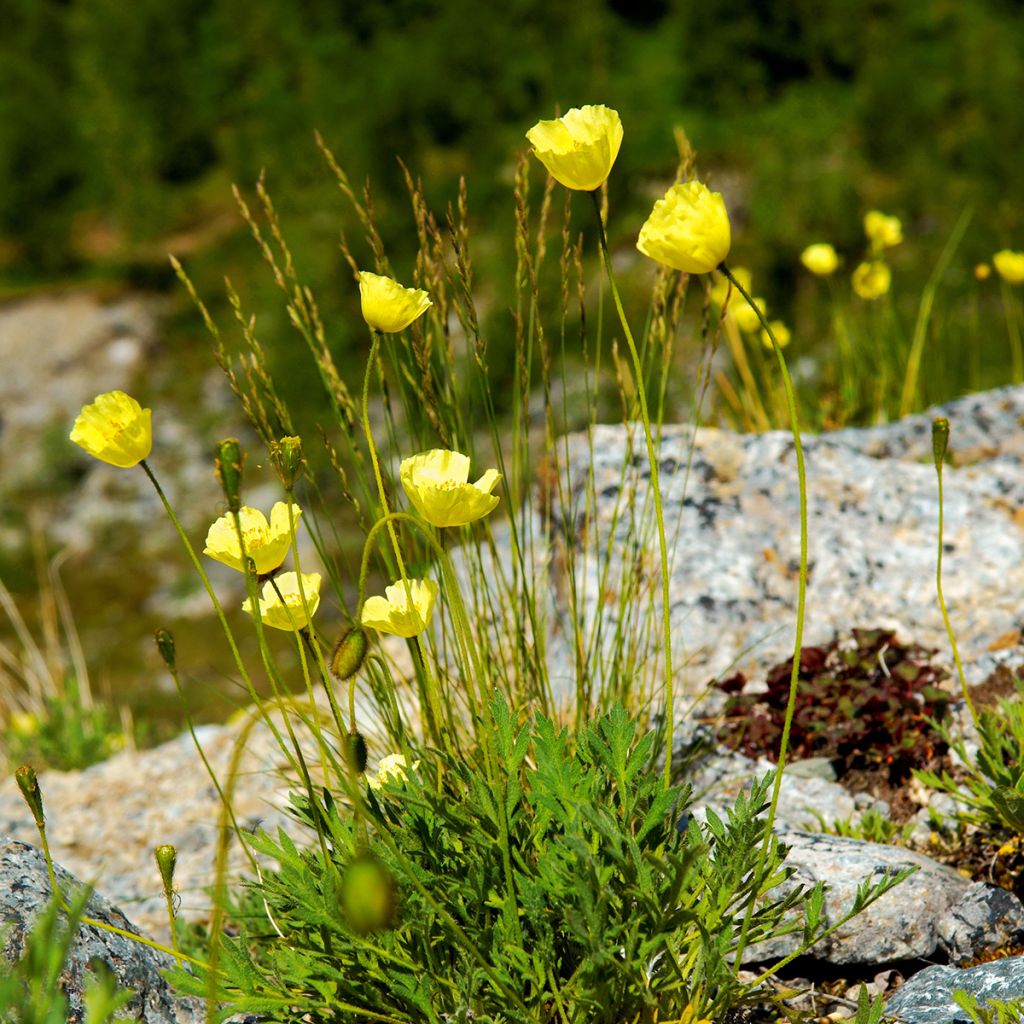 Papaver alpinum