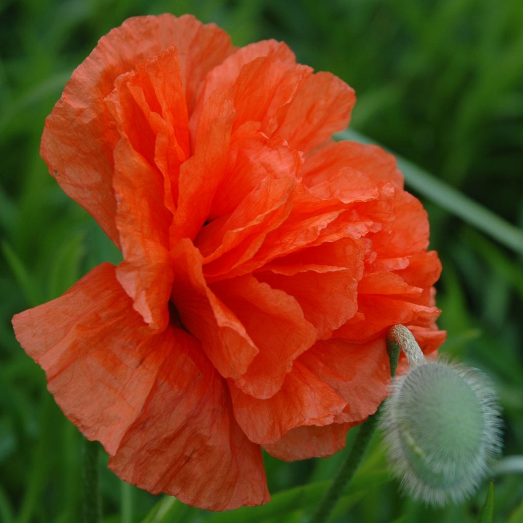 Papaver orientale May Queen