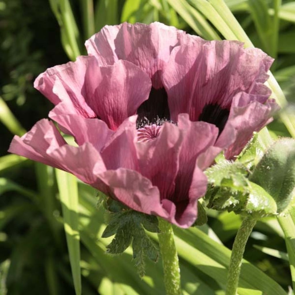 Papaver orientale Patty's Plum