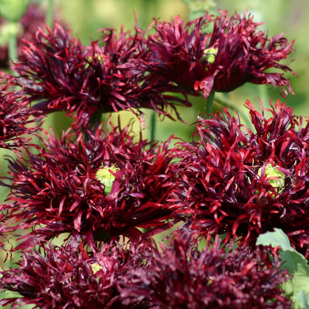 Papavero da oppio Black Swan