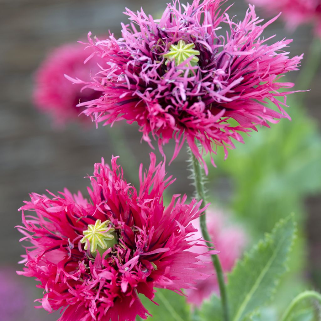 Papavero da oppio Rose Feathers