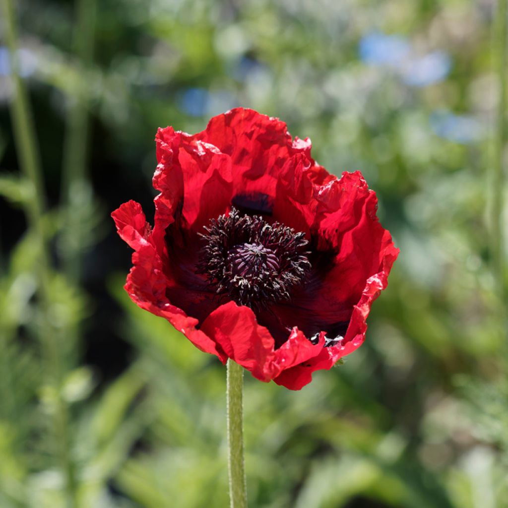 Papaver bracteatum Great Scarlet