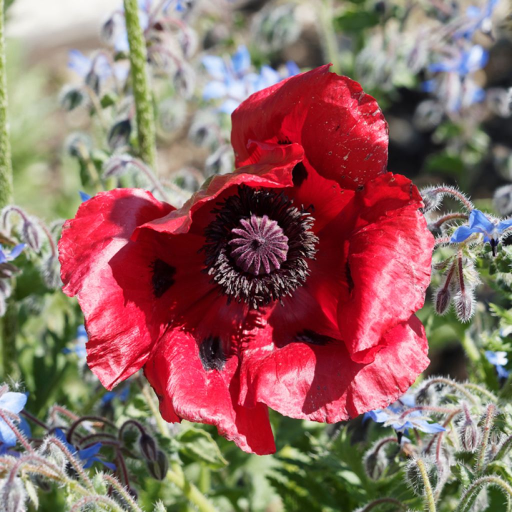 Papaver bracteatum Great Scarlet