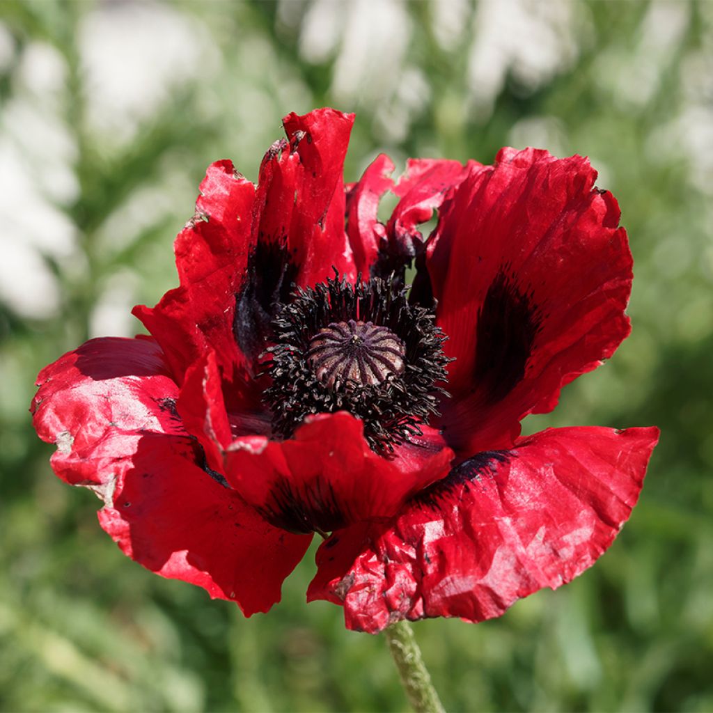 Papaver bracteatum Great Scarlet