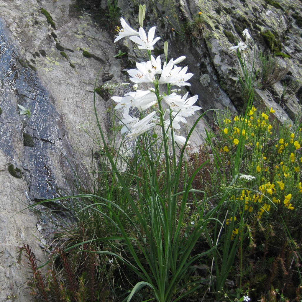 Paradisea liliastrum, Lis de Saint Benoit