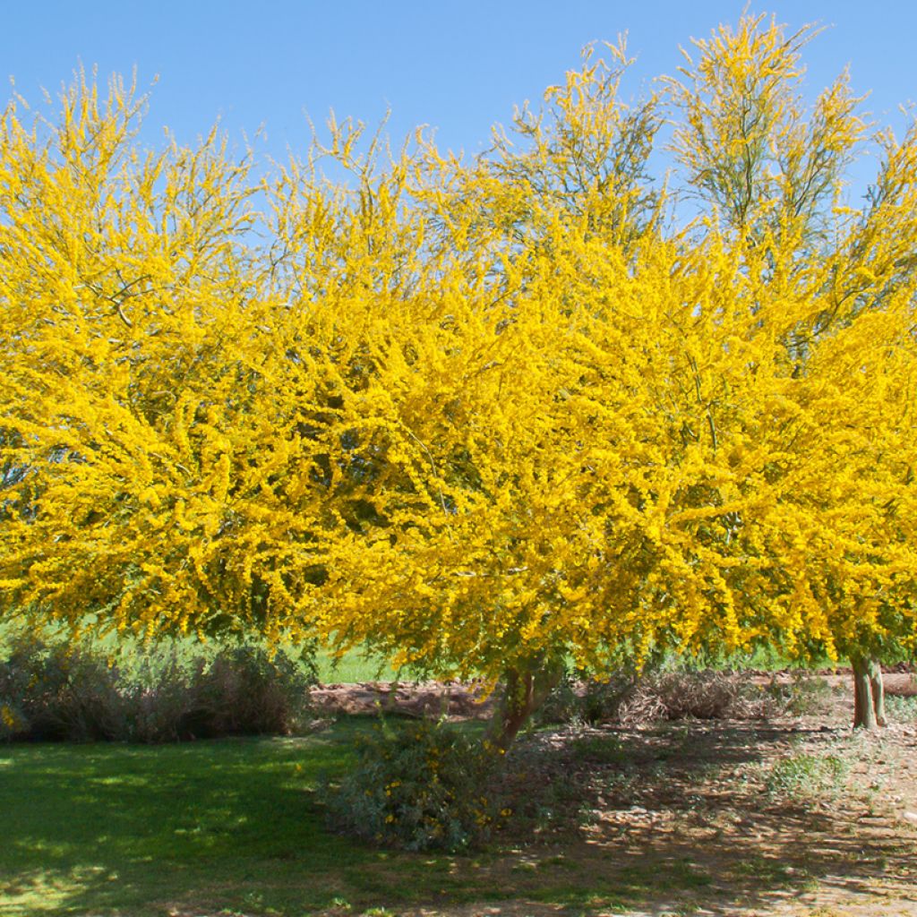 Parkinsonia - Cercidium floridum